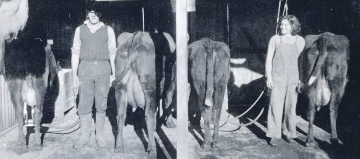 cows for milking