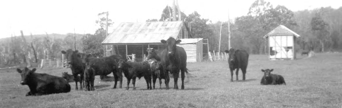 Group settlement farm ad dairy cows