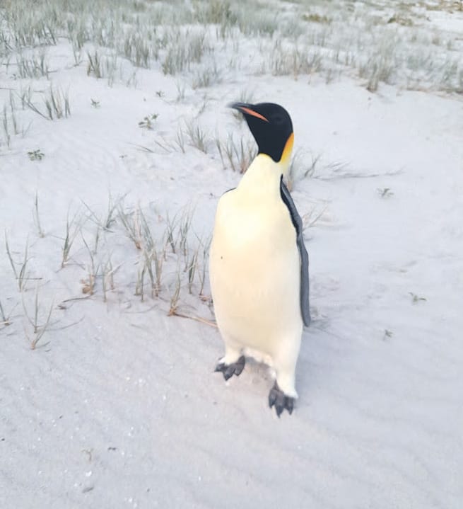 Gud the penguin