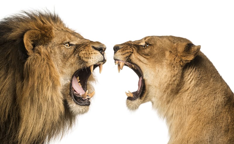 Lion and lioness