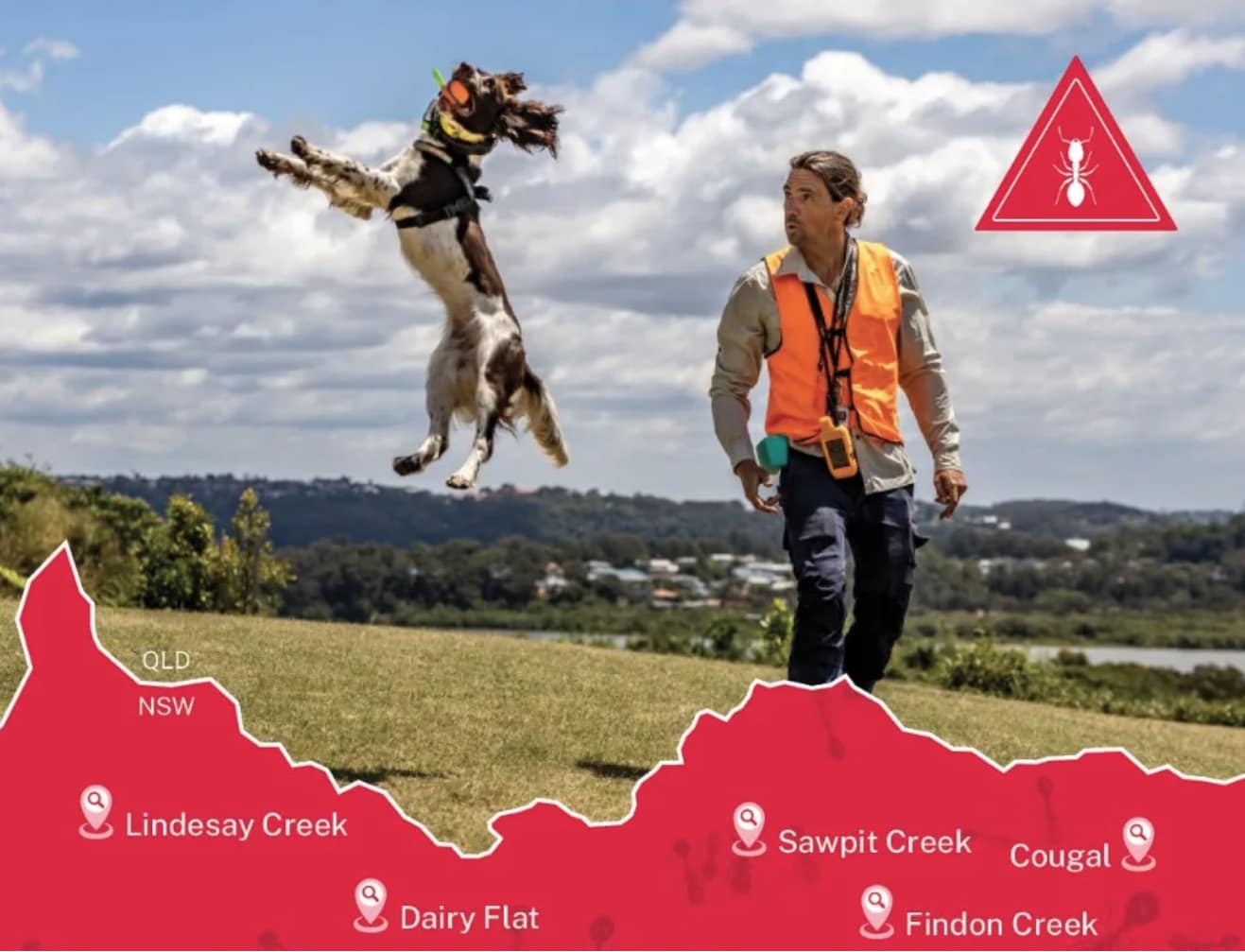 Fire Ant sniffer dog