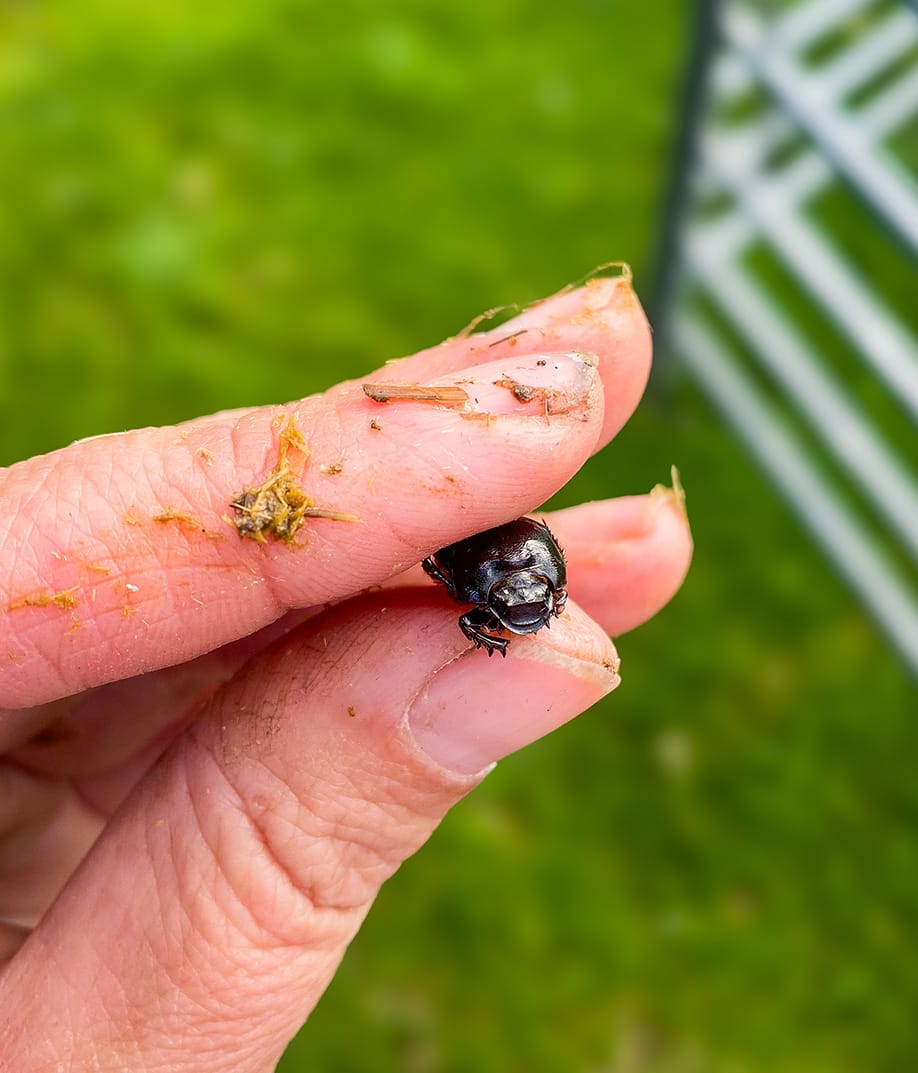 Dung beetle