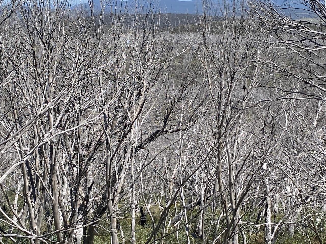 Mt Jagungal Wilderness