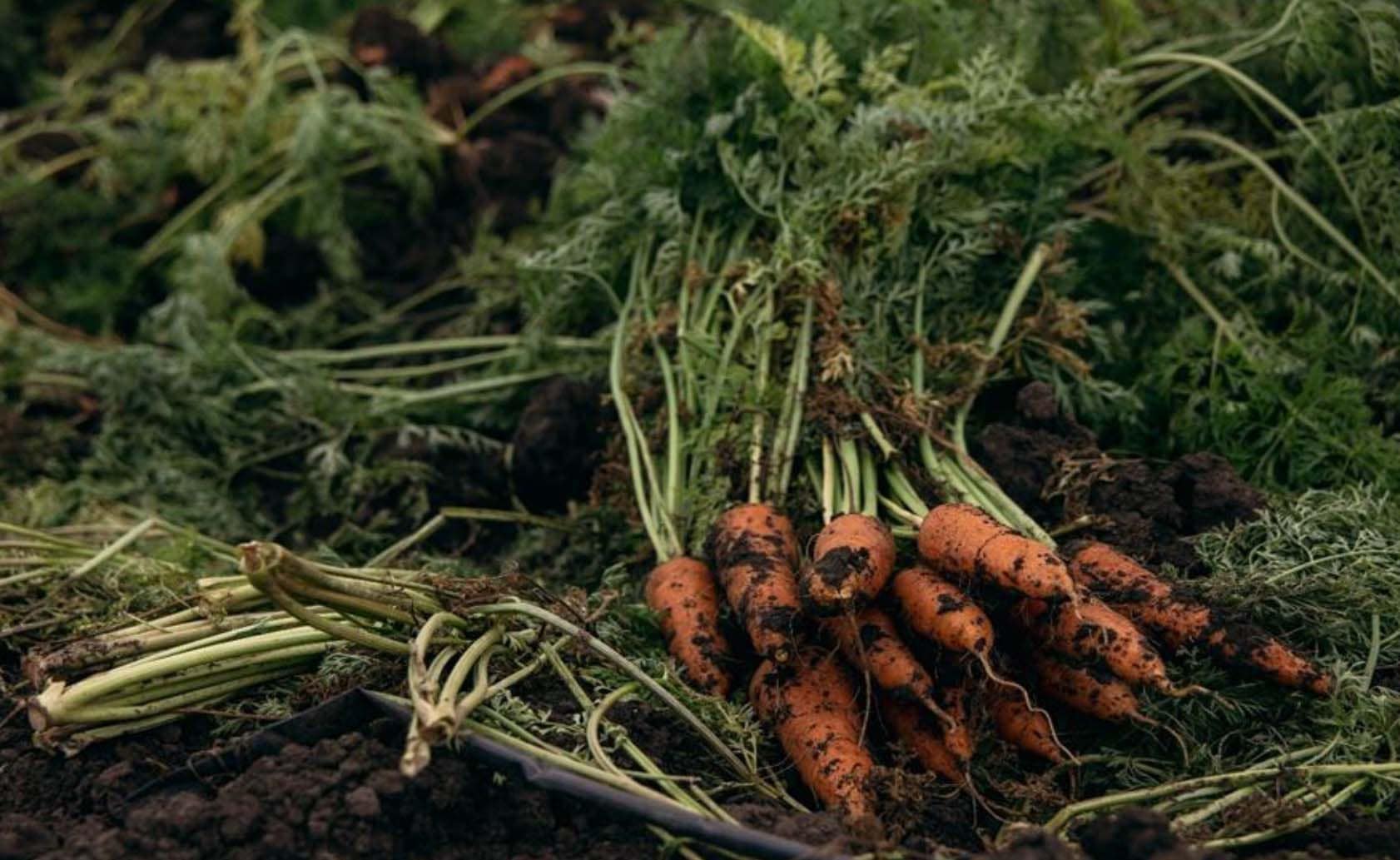 Ukrainian carrots