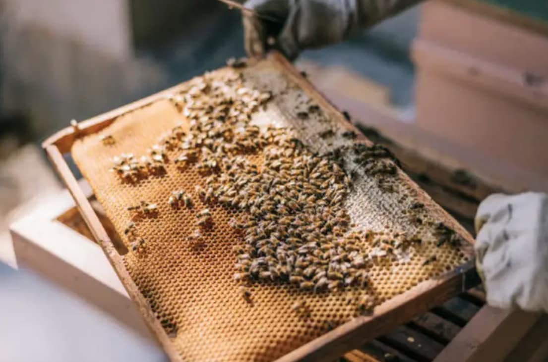 Bees