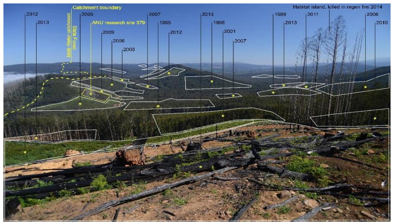 Logged landscape