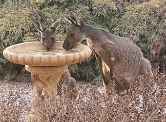 Kangaroos at bird bath