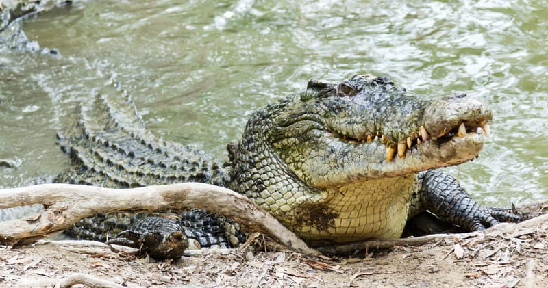 Crocodile