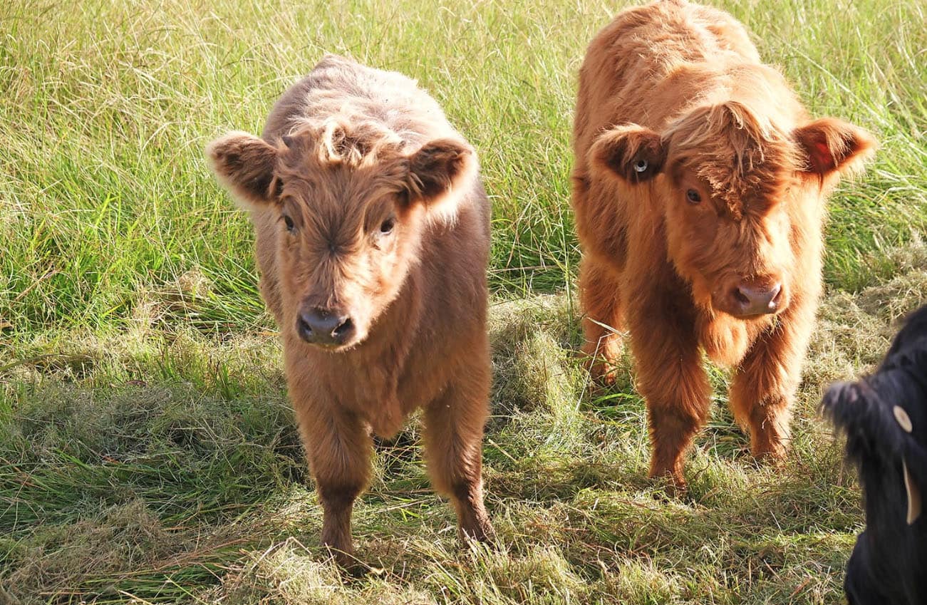 Highland cows