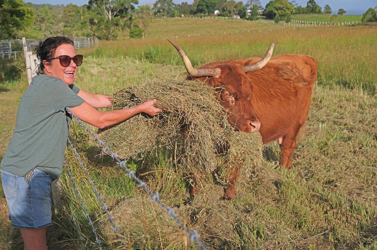 Pets feeds the Highland cows