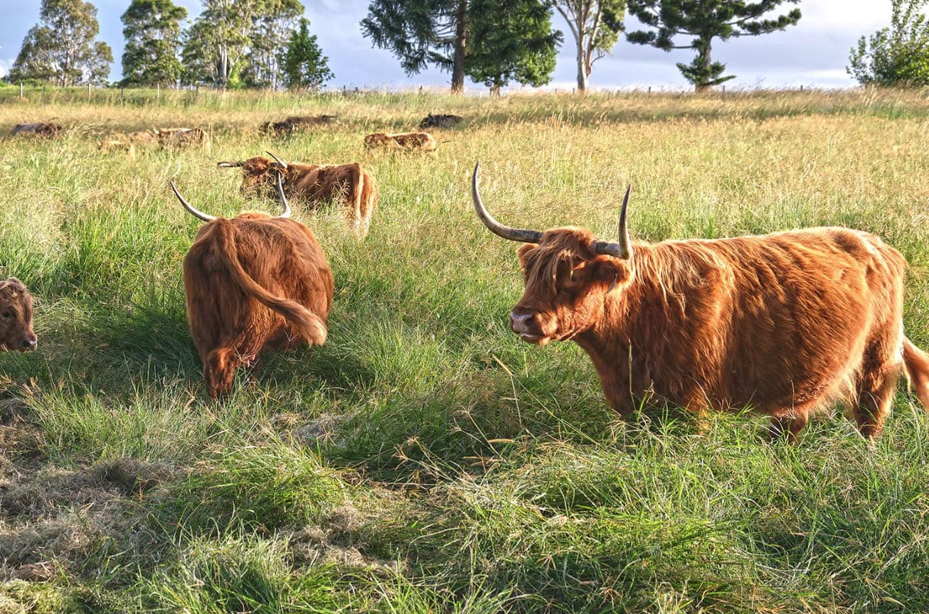 Highland cows