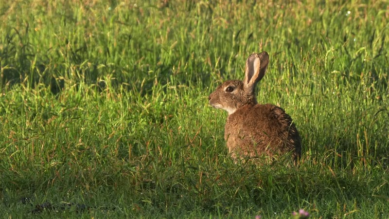 Rabbit
