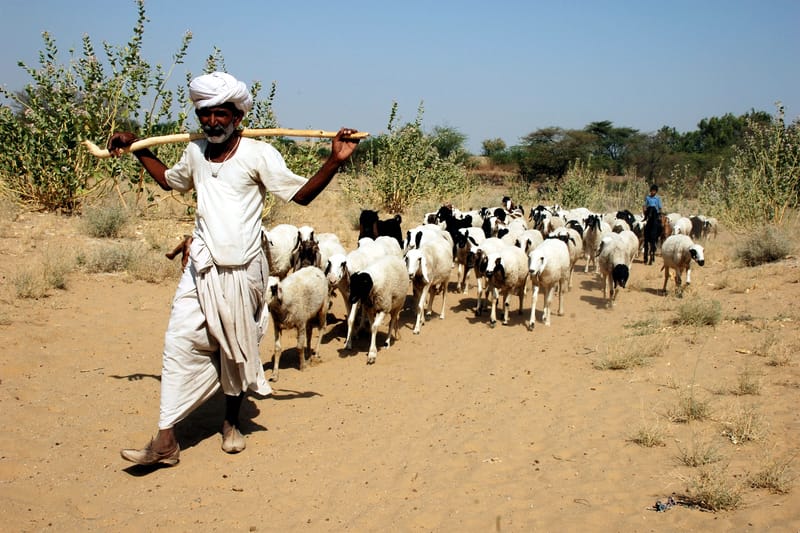 Rajasthani shepherd
