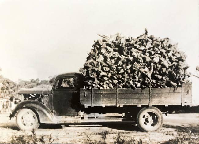 1950 Ford truck