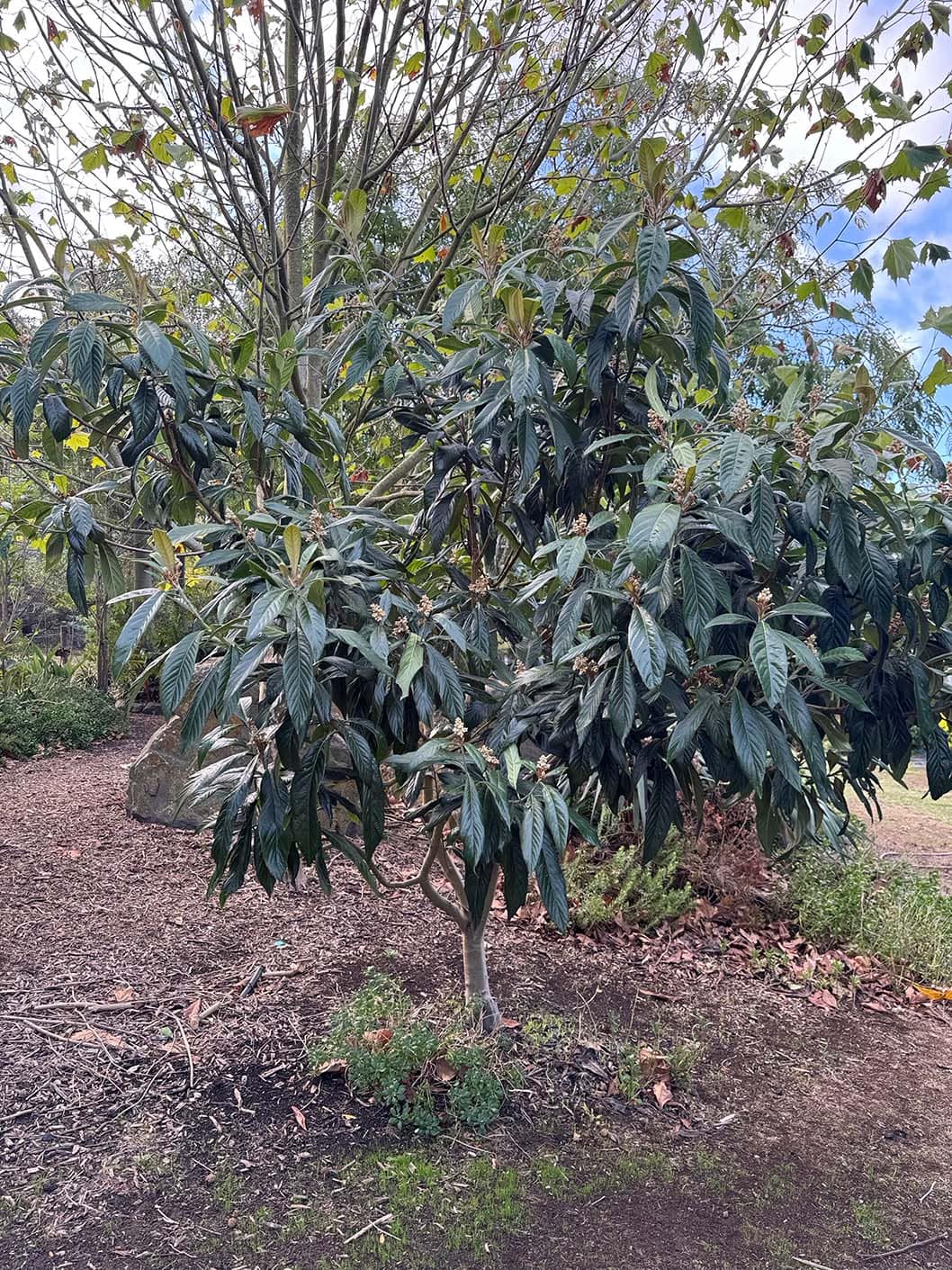 Loquat Tree
