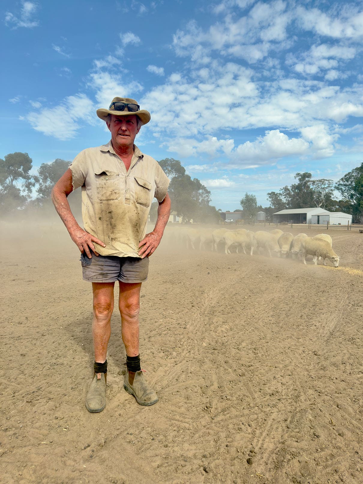 Sheep farm and farmer in drought