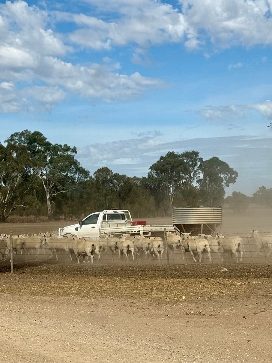 Sheep farm in drought