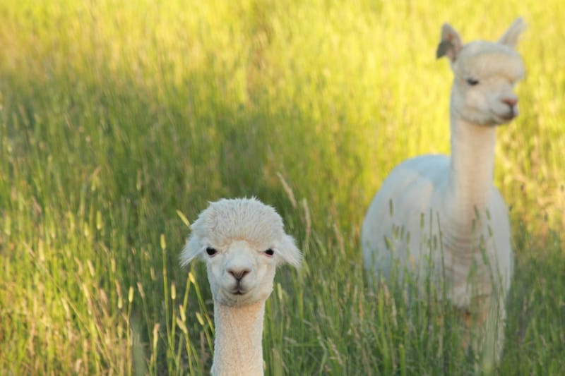Alpacas