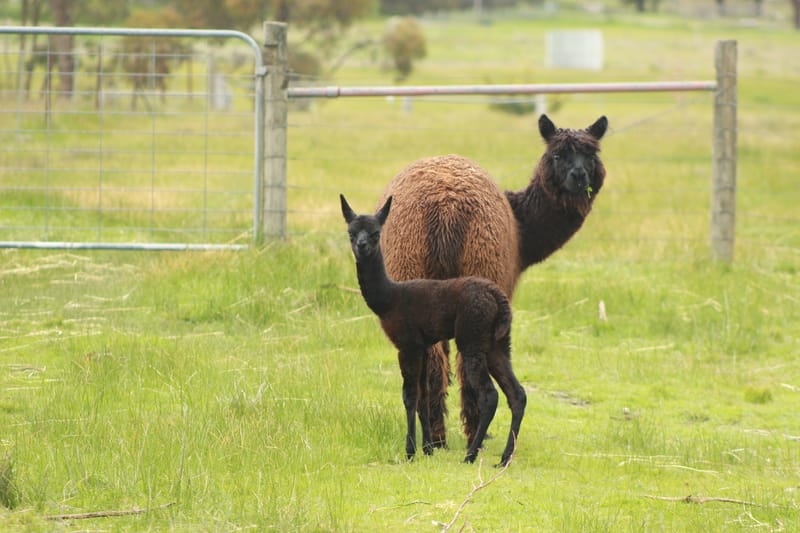 Alpacas