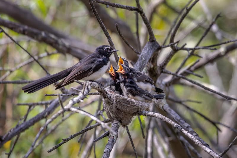 Willy Wagtails