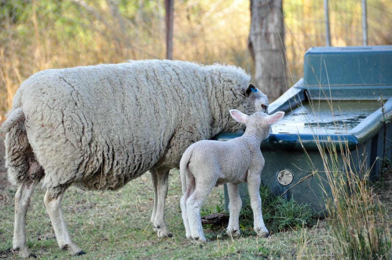 Ewe and lamb