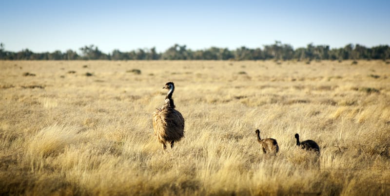 Emu with chicks