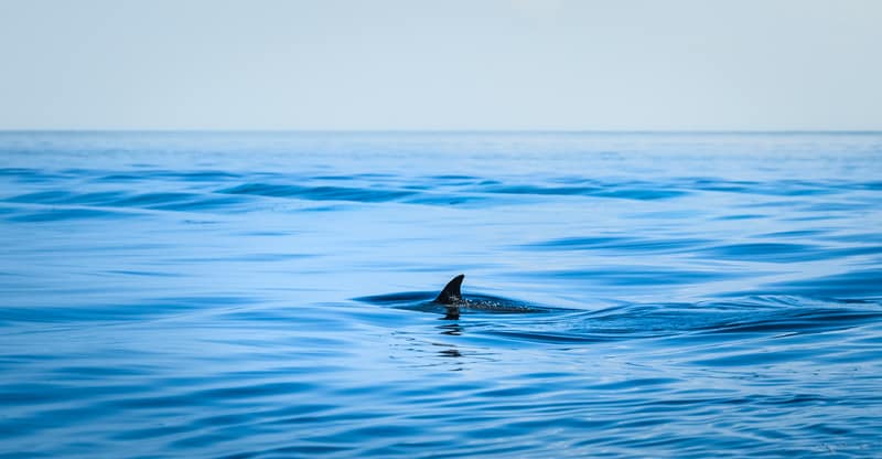 Shark fin