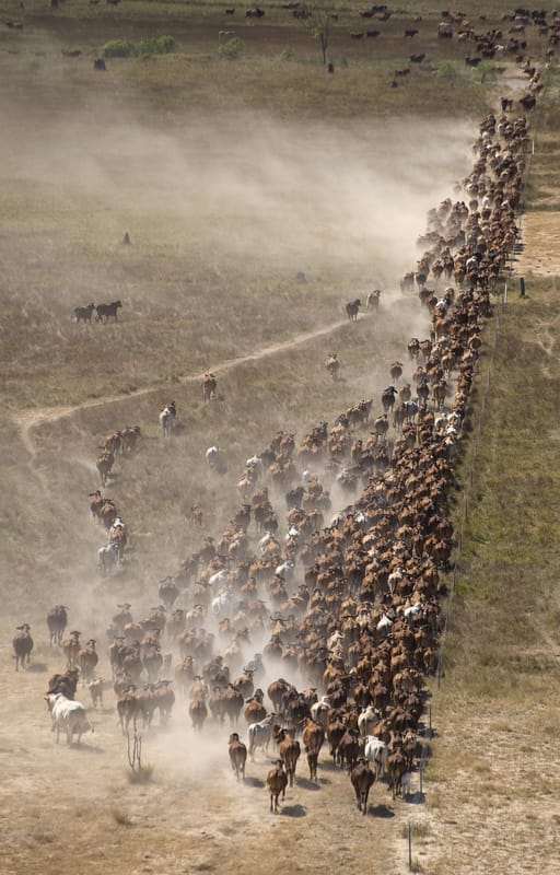 Cattle
