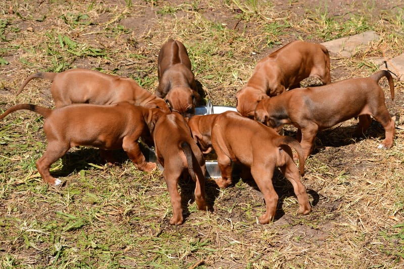 litter of puppies