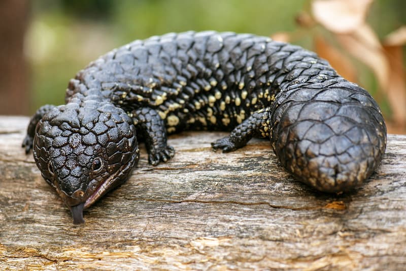 Bobtail lizard