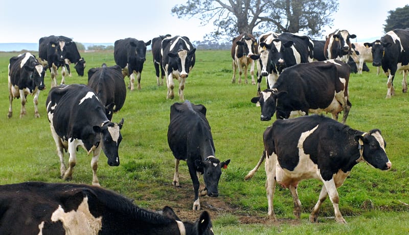 Dairy cows
