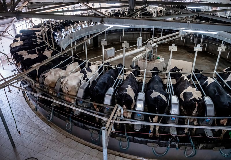 milking time