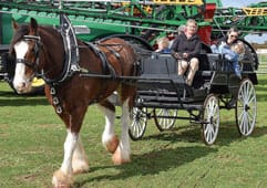 Will the Clydesdale