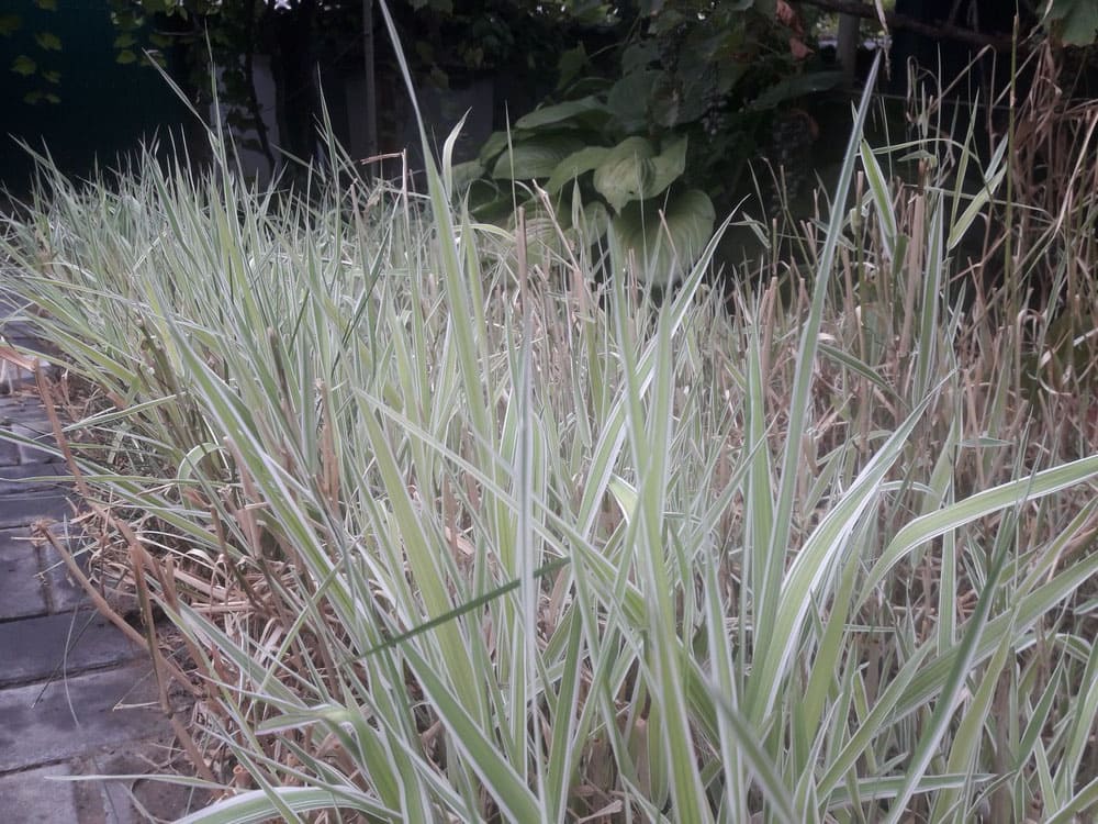 Carex Morrow Grass
