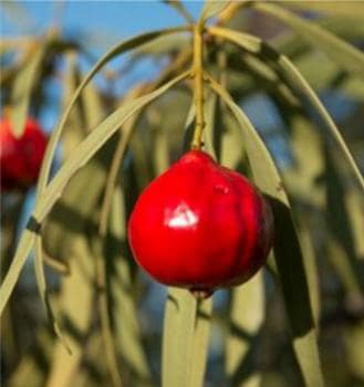 Quandong