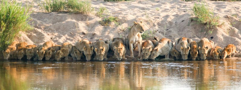 Lions