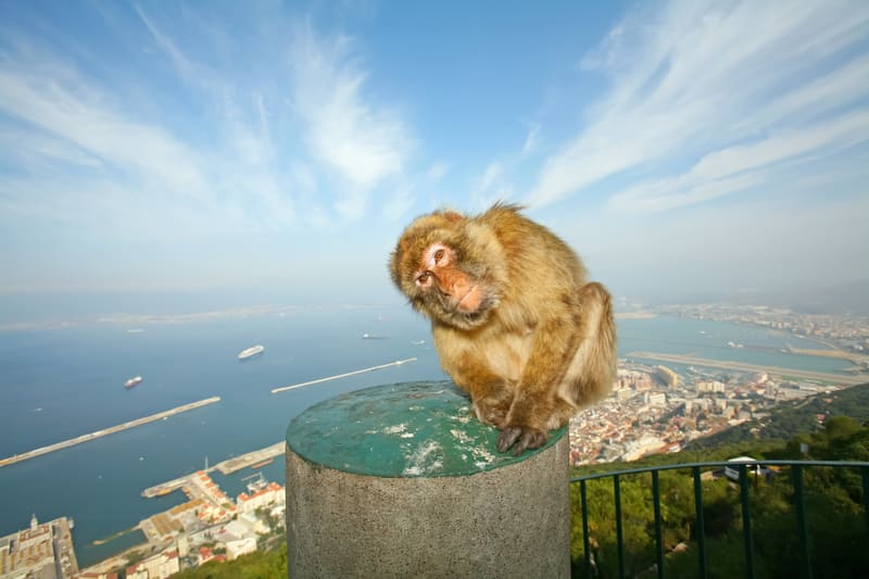 If you know this is a Barbery Macaque, you probably know where it is and the answer to Q1.