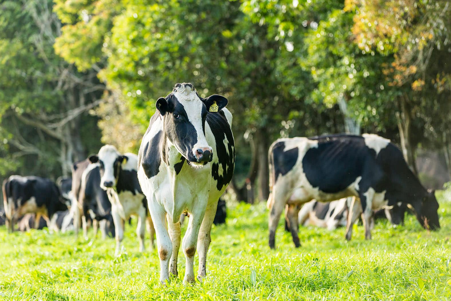 Malanda Dairy