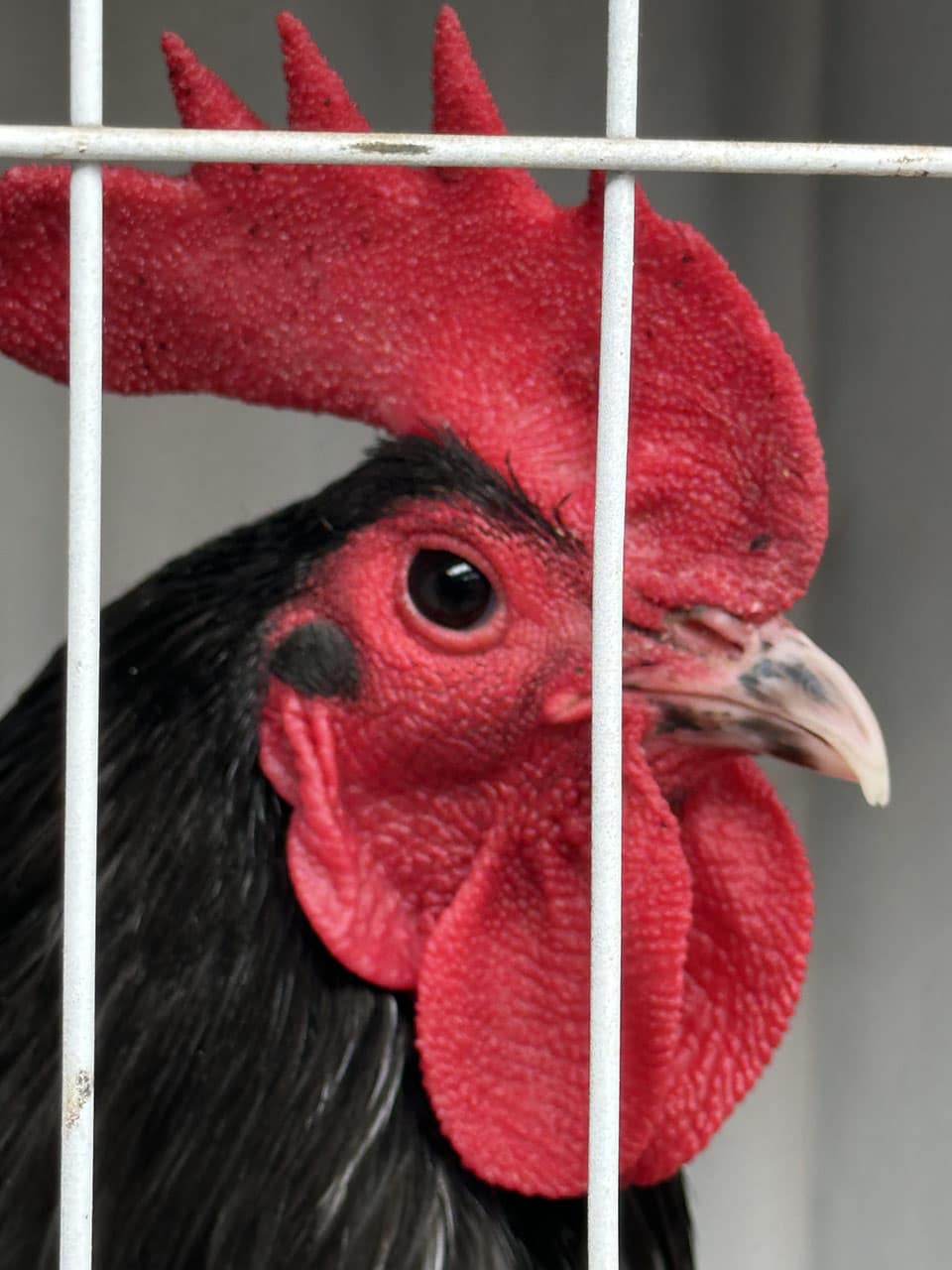 Poultry
