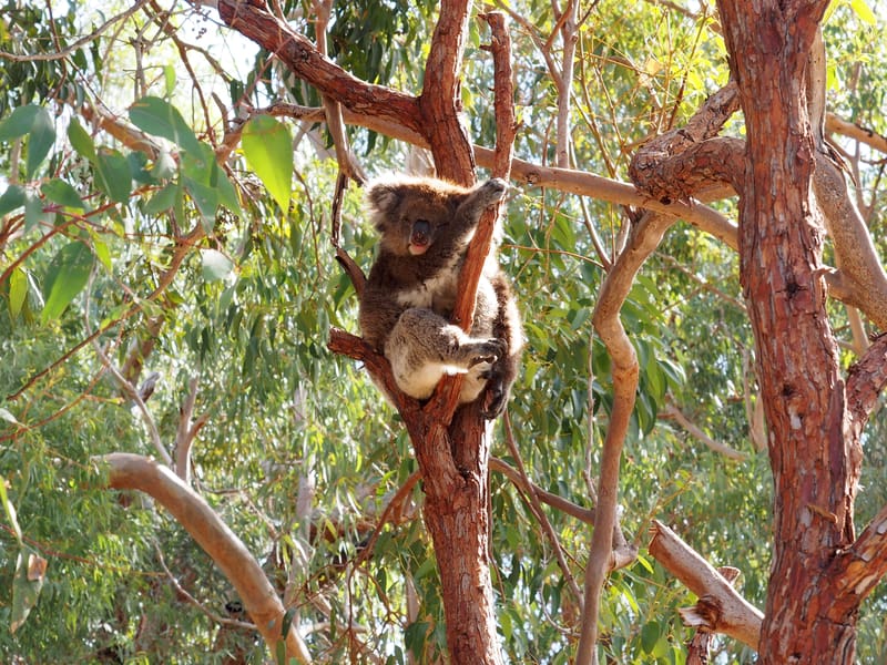 Koala