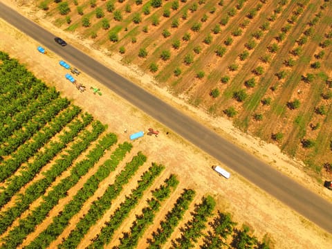orchard and workers