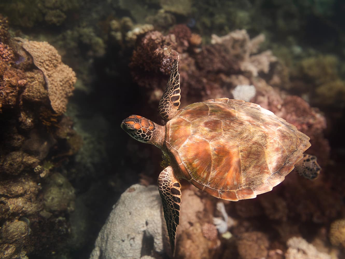 Hawksbill turtle