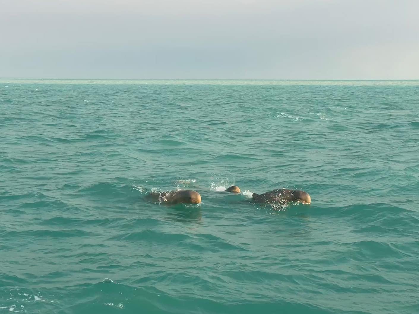 Dolphins