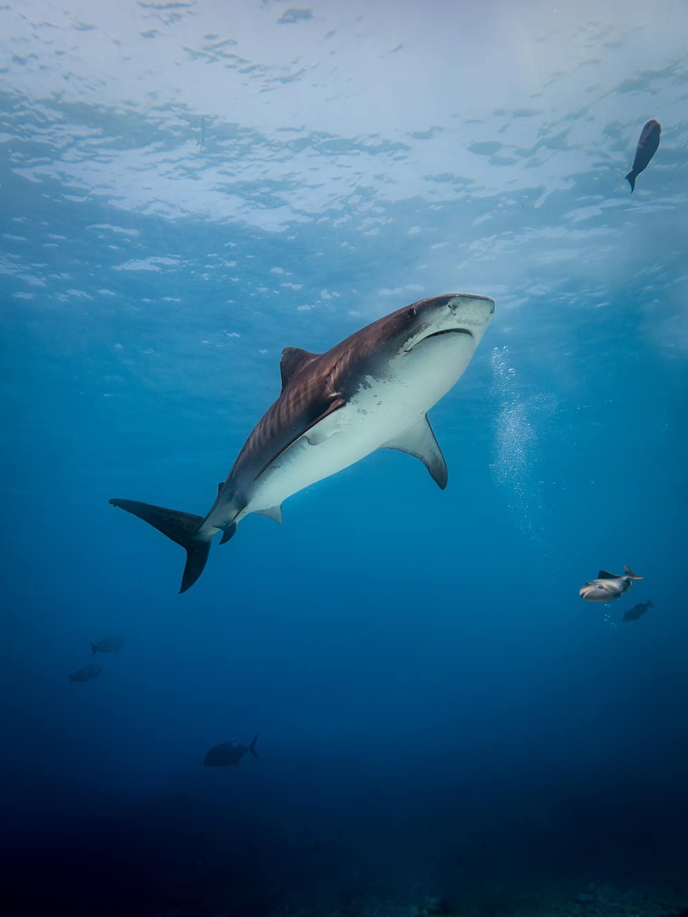 Tiger shark