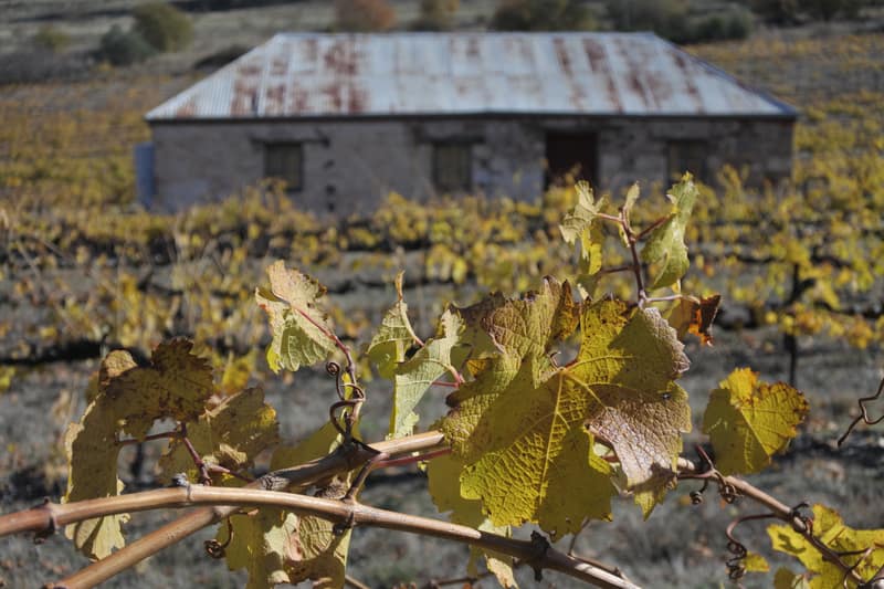 vineyard