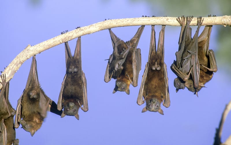 Bats