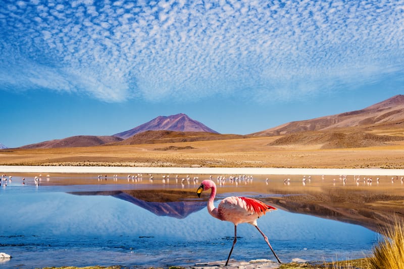 Flamingo