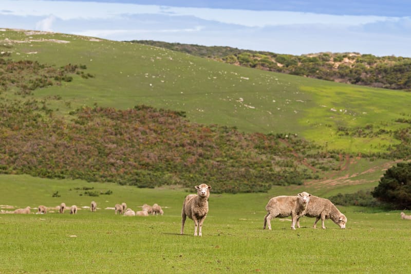 Sheep farm
