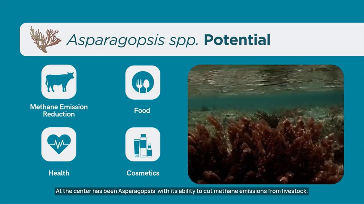 Asparagopsis slide