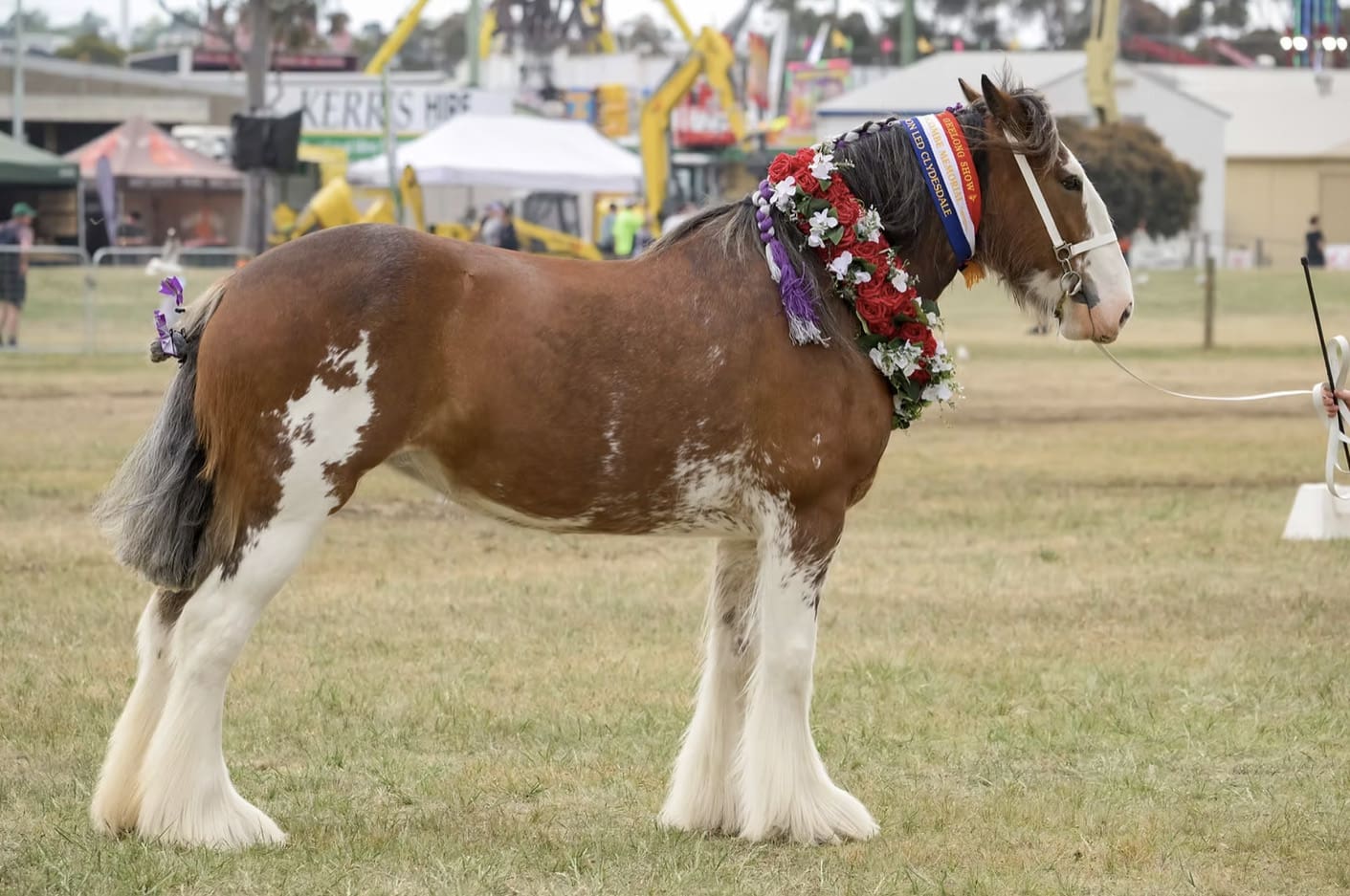 Led Clydesdale